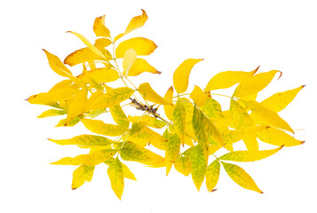 Wall Mural - Yellow autumn leaves isolated