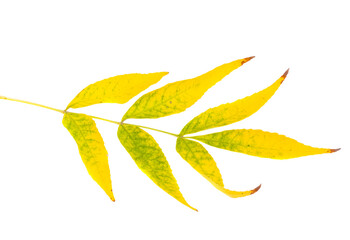 Sticker - Yellow autumn leaves isolated