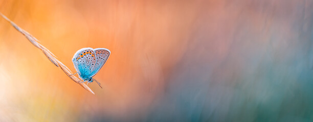 Wall Mural - Sunset light nature meadow field with butterfly as autumn background. Beautiful dry fall meadow background. Amazing inspire nature closeup. Dream fantasy majestic natural foliage, tranquil blur bokeh