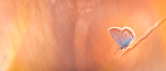 Wall Mural - Sunset light nature meadow field with butterfly as autumn background. Beautiful dry fall meadow background. Amazing inspire nature closeup. Dream fantasy majestic natural foliage, tranquil blur bokeh