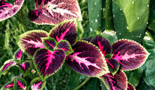 Red Darkish Pink Deep Violet Leaves With Bright Green Rim Of Tropical Garden Coleus, Solenostemon Hybrida Exotic, Beautiful Colorful Leaves, Painted Nettle, Floral, Foliage, Striking Colors Leaf