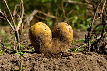 Russia. South of Western Siberia, Kuznetsk Alatau. Two potatoes in the garden bed, fused in the form of a heart.