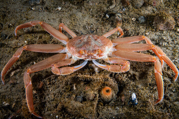 Wall Mural - Snow Crab underwater in the St. Lawrence River in canada