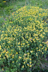 Canvas Print - hypericum flowers