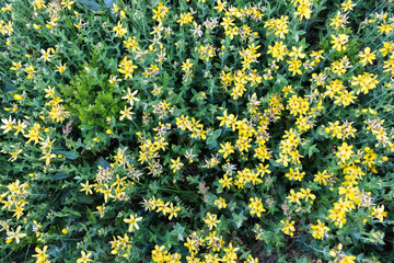 Canvas Print - hypericum flowers