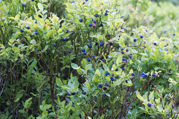 Canvas Print - blueberries on a bush