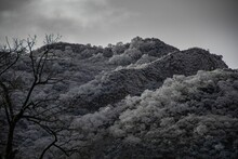 Grayscale Shot Of A Leafless Tree Dwarfed By A Huge Hill Covered With Lush Green Trees