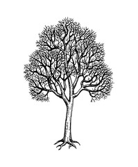 Wall Mural - winter maple tree ink sketch.