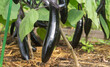 Ripe purple eggplants (Solanum melongena)on a bush in the garden. Farming harvest season. Background with copyspace