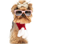 Adorable Yorkie Dog With Sunglasses Wearing Red Christmas Scarf