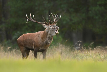 Fototapete - European deer male buck ( Cervus elaphus ) during rut
