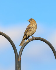 Wall Mural - Pine Siskin bird on the feeder post.