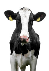 Wall Mural - Cow on a white background