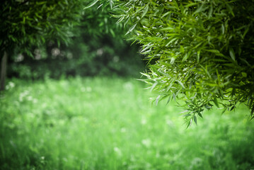 Wall Mural - Tree branches and natural green background in blur. Summer park background image and summer light