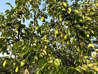 Wall Mural - A harvest of ripe, large, juicy pears has ripened on the fruit trees. Growing fruit in the garden for sale in supermarkets. Pear farm