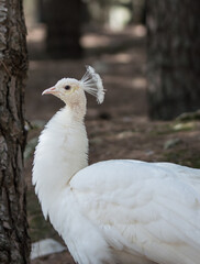 Wall Mural - White Peacock in a park in Spain