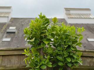 Closeup shot of a young tree with green foliage