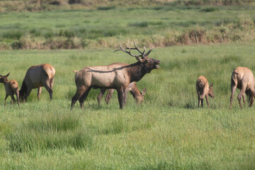 Wall Mural - A Roosevelt Elk Buck walking among the herd.