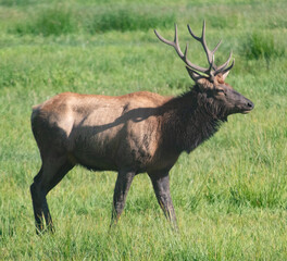 Wall Mural - A Roosevelt Elk Buck walking among the herd.