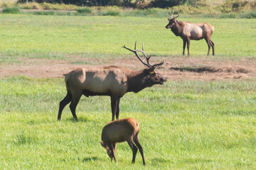 Wall Mural - A Roosevelt Elk Buck walking among the herd.