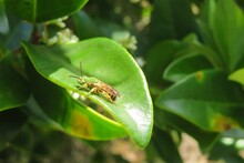 Tropical Green Bee Resting On Leaf In Florida Wild