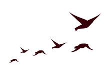 Six Birds Flying Silhouettes