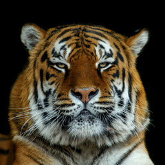 Canvas Print - Angry big tiger isolated on black background