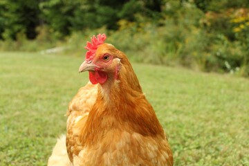 Sticker - Red-headed hen in the yard on a blurred garden background.