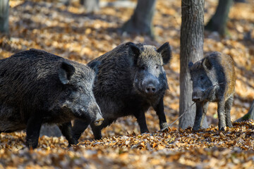 Wall Mural - two wild boar in autumn forest. wildlife scene from nature