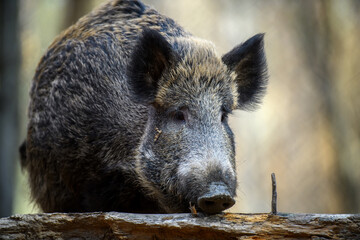 Wall Mural - Two wild boar in autumn forest. Wildlife scene from nature