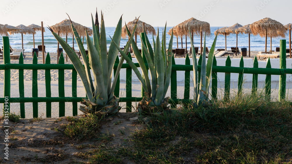 Fence on the beach. Cacti by the sea.