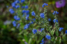 Tiny Blue Flowers