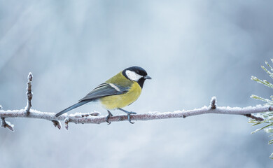 Wall Mural - A chilled chickadee sits on a frozen branch during a severe frost