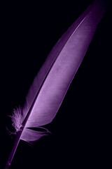 Wall Mural - A bird's feather in macro closeup with a structure of details. Bird's feather elements isolated from background.