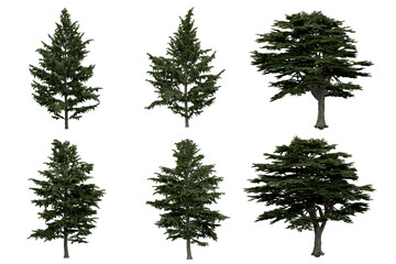 Wall Mural - 3d rendering of  Cedrus Libani PNG vegetation tree for compositing or architectural use. No Backround. 