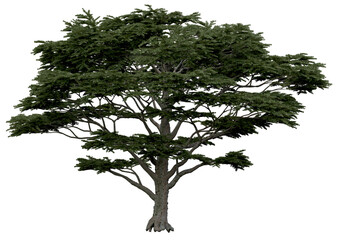 Wall Mural - 3d rendering of  Cedrus Libani PNG vegetation tree for compositing or architectural use. No Backround. 