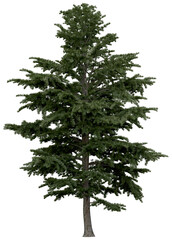 Wall Mural - 3d rendering of cedrus libani png vegetation tree for compositing or architectural use. no backround
