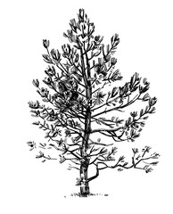 Outline sketches pine tree from nature. Freehand drawing with pencil and liner