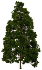 Wall Mural - 3d rendering of  Cryptomeria Japonica PNG vegetation tree for compositing or architectural use. No Backround. 