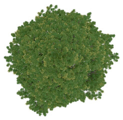 Wall Mural - 3d rendering of  Cryptomeria Japonica PNG vegetation tree for compositing or architectural use. No Backround. 