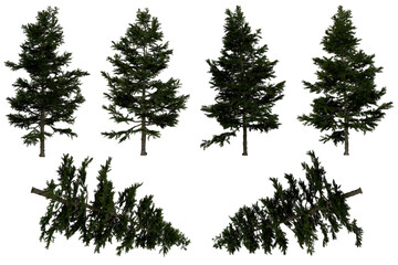 Wall Mural - 3d rendering of larix decidua png vegetation tree for compositing or architectural use. no backround
