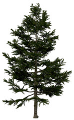 Wall Mural - 3d rendering of  Larix Decidua PNG vegetation tree for compositing or architectural use. No Backround. 