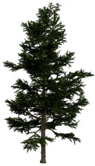 Wall Mural - 3d rendering of  Larix Decidua PNG vegetation tree for compositing or architectural use. No Backround. 