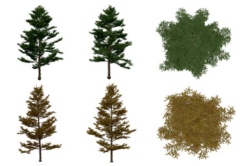 Wall Mural - 3d rendering of larix kaempferi png vegetation tree for compositing or architectural use. no backrou
