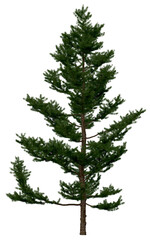 Wall Mural - 3d rendering of  Larix Kaempferi PNG vegetation tree for compositing or architectural use. No Backround. 