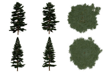 Wall Mural - 3d rendering of  Picea Rubens PNG vegetation tree for compositing or architectural use. No Backround. 