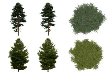 Wall Mural - 3d rendering of picea rubens png vegetation tree for compositing or architectural use. no backround.