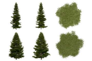 Wall Mural - 3d rendering of  Picea Rubens PNG vegetation tree for compositing or architectural use. No Backround. 