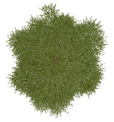 Wall Mural - 3d rendering of  Picea Rubens PNG vegetation tree for compositing or architectural use. No Backround. 