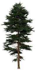 Wall Mural - 3d rendering of  Picea Rubens PNG vegetation tree for compositing or architectural use. No Backround. 